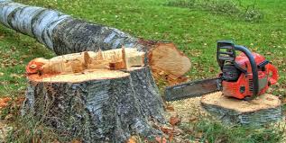 Best Arborist Consultation Services  in Manchester, NH
