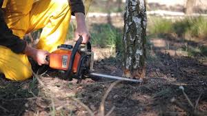 Manchester, NH Tree Care Company
