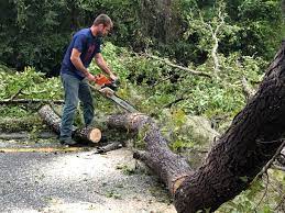 Best Tree Mulching  in Manchester, NH