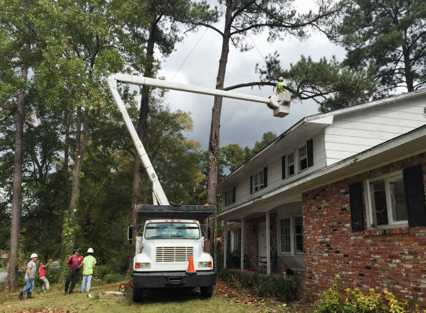 Best Tree Fertilization  in Manchester, NH