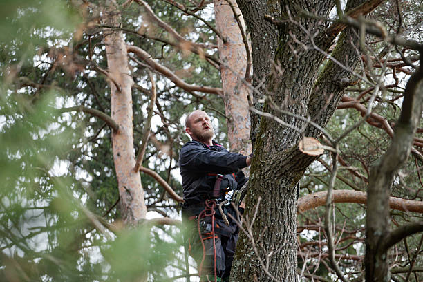 How Our Tree Care Process Works  in  Manchester, NH