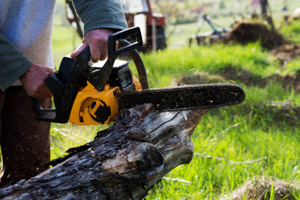 Best Storm Damage Tree Cleanup  in Manchester, NH
